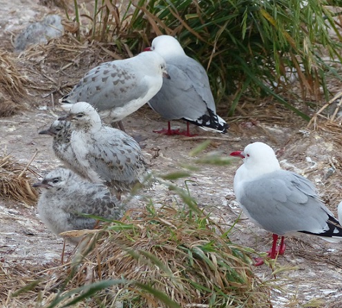 Red-billed gulls and chicks Taiaroa Headland Dec 2015